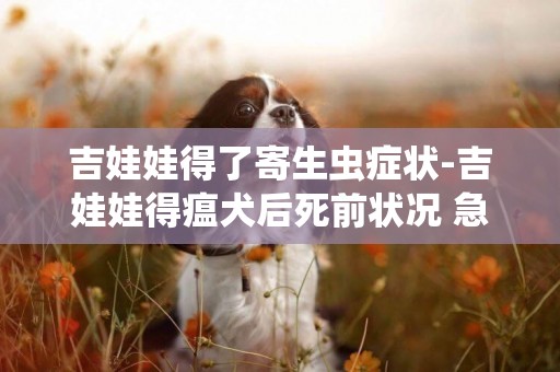 吉娃娃得了寄生蟲癥狀-吉娃娃得瘟犬后死前狀況 急