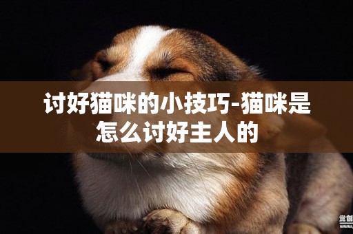討好貓咪的小技巧-貓咪是怎么討好主人的