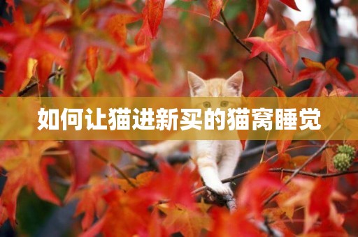 如何讓貓進新買的貓窩睡覺