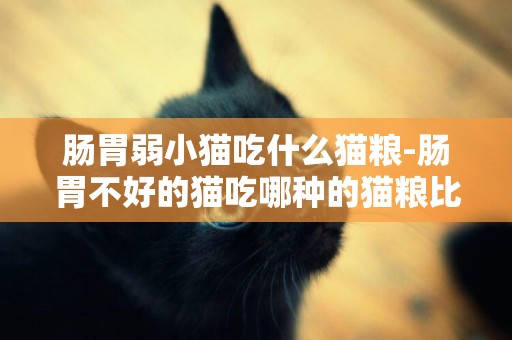 腸胃弱小貓吃什么貓糧-腸胃不好的貓吃哪種的貓糧比較好？