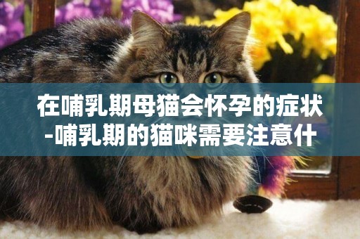 在哺乳期母貓會懷孕的癥狀-哺乳期的貓咪需要注意什么？
