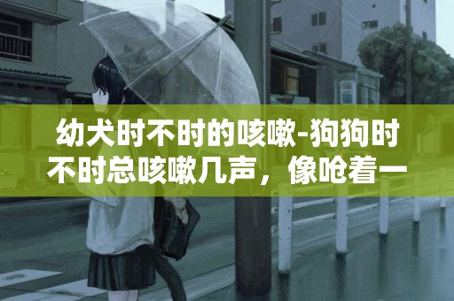 幼犬時不時的咳嗽-狗狗時不時總咳嗽幾聲，像嗆著一樣是什么原因