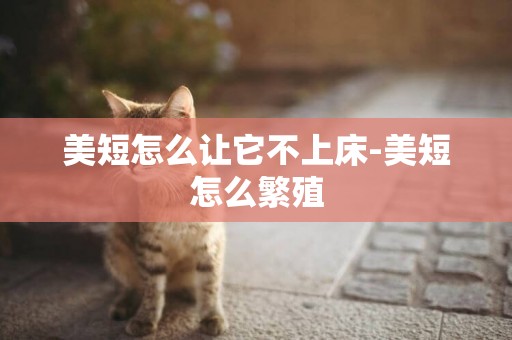 美短怎么讓它不上床-美短怎么繁殖