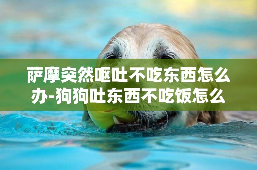 薩摩突然嘔吐不吃東西怎么辦-狗狗吐東西不吃飯怎么辦