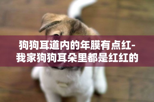狗狗耳道內的年膜有點紅-我家狗狗耳朵里都是紅紅的疙瘩，耳道里還很紅，但是沒有耳屎，也不臭，我也沒看她