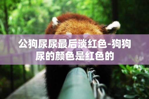 公狗尿尿最后淡紅色-狗狗尿的顏色是紅色的