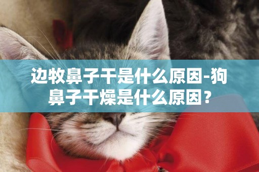 邊牧鼻子干是什么原因-狗鼻子干燥是什么原因？