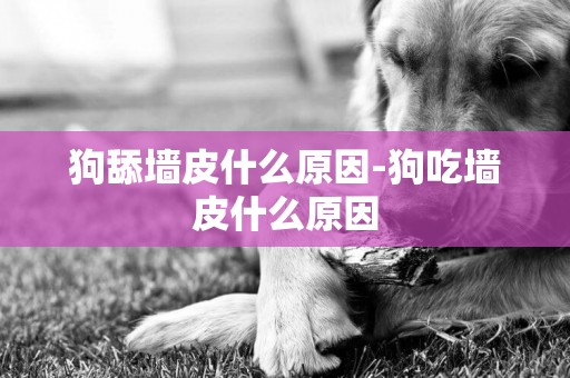 狗舔墻皮什么原因-狗吃墻皮什么原因