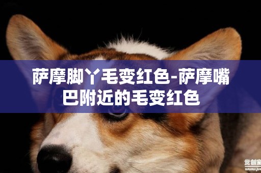 薩摩腳丫毛變紅色-薩摩嘴巴附近的毛變紅色