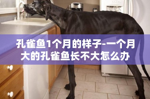 孔雀魚1個月的樣子-一個月大的孔雀魚長不大怎么辦