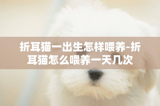 折耳貓一出生怎樣喂養-折耳貓怎么喂養一天幾次