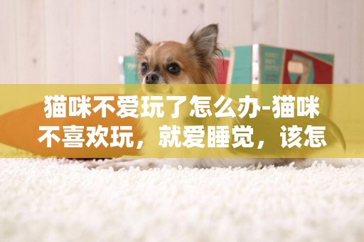 貓咪不愛玩了怎么辦-貓咪不喜歡玩，就愛睡覺，該怎么辦？