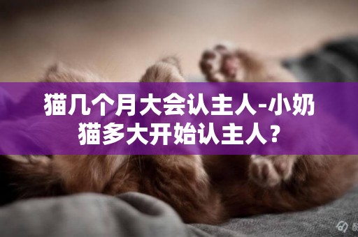 貓幾個月大會認主人-小奶貓多大開始認主人？