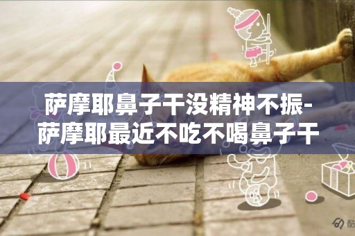 薩摩耶鼻子干沒精神不振-薩摩耶最近不吃不喝鼻子干沒精神
