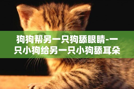 狗狗幫另一只狗舔眼睛-一只小狗給另一只小狗舔耳朵代表什么