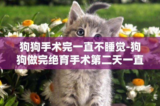 狗狗手術完一直不睡覺-狗狗做完絕育手術第二天一直趴著睡覺