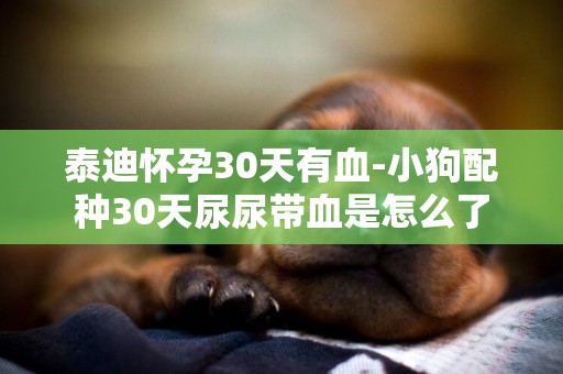 泰迪懷孕30天有血-小狗配種30天尿尿帶血是怎么了