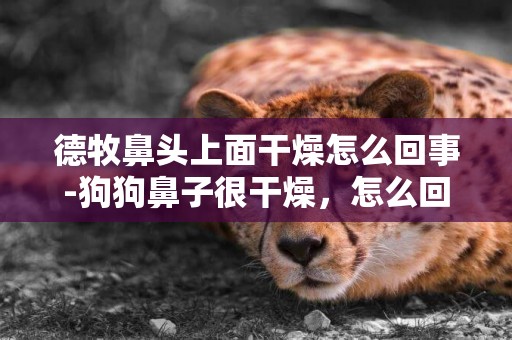 德牧鼻頭上面干燥怎么回事-狗狗鼻子很干燥，怎么回事