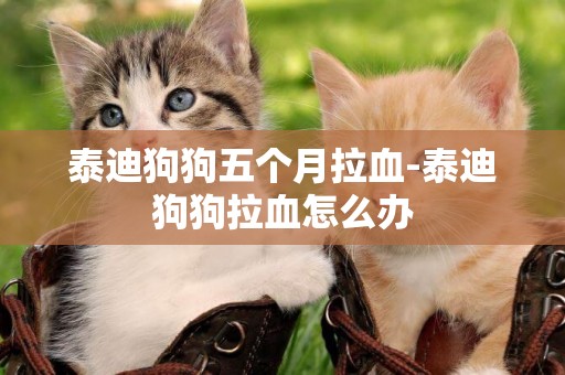 泰迪狗狗五個月拉血-泰迪狗狗拉血怎么辦