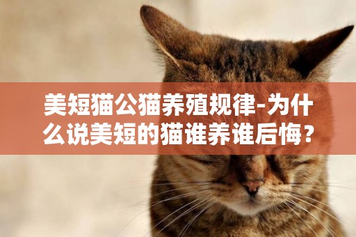 美短貓公貓養殖規律-為什么說美短的貓誰養誰后悔？