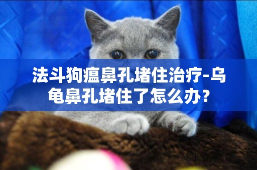 法斗狗瘟鼻孔堵住治療-烏龜鼻孔堵住了怎么辦？
