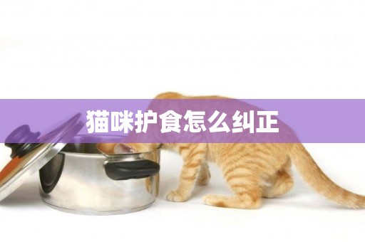 貓咪護食怎么糾正