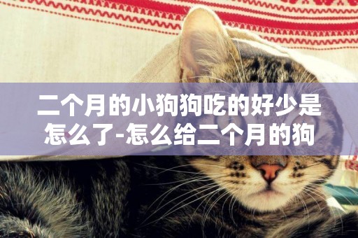 二個月的小狗狗吃的好少是怎么了-怎么給二個月的狗狗補營養