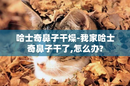哈士奇鼻子干燥-我家哈士奇鼻子干了,怎么辦?