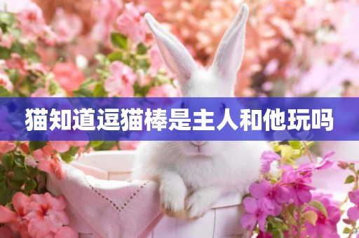 貓知道逗貓棒是主人和他玩嗎