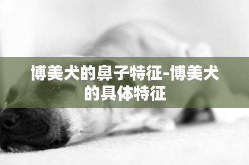博美犬的鼻子特征-博美犬的具體特征