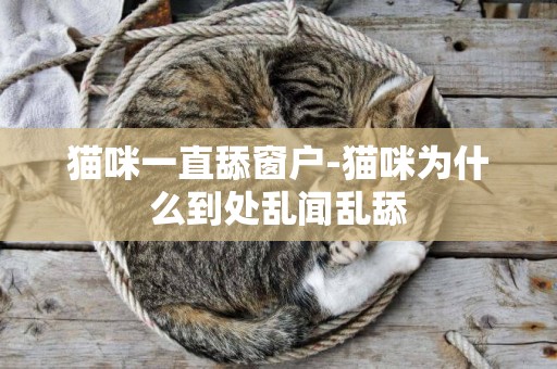 貓咪一直舔窗戶-貓咪為什么到處亂聞亂舔