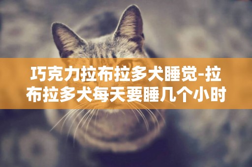 巧克力拉布拉多犬睡覺-拉布拉多犬每天要睡幾個小時