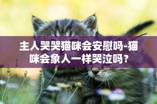 主人哭哭貓咪會安慰嗎-貓咪會象人一樣哭泣嗎？