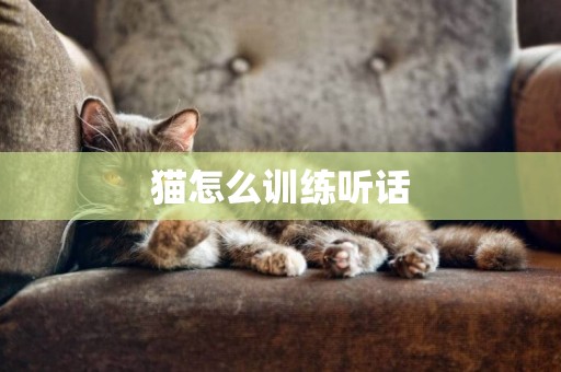 貓怎么訓練聽話