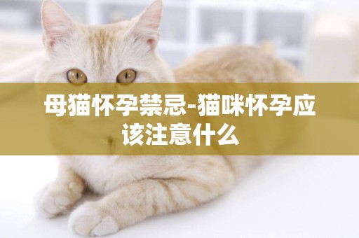 母貓懷孕禁忌-貓咪懷孕應該注意什么