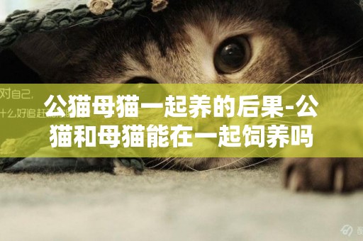 公貓母貓一起養的后果-公貓和母貓能在一起飼養嗎