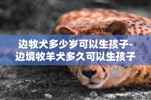 邊牧犬多少歲可以生孩子-邊境牧羊犬多久可以生孩子？