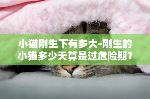 小貓剛生下有多大-剛生的小貓多少天算是過危險期？