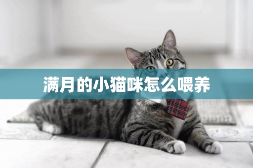 滿月的小貓咪怎么喂養