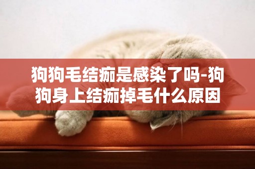 狗狗毛結痂是感染了嗎-狗狗身上結痂掉毛什么原因