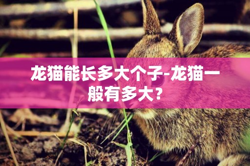 龍貓能長多大個子-龍貓一般有多大？