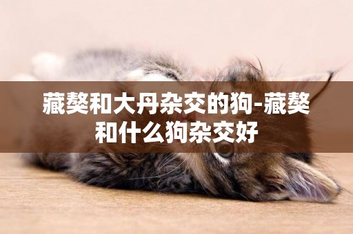 藏獒和大丹雜交的狗-藏獒和什么狗雜交好