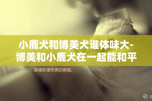 小鹿犬和博美犬誰體味大-博美和小鹿犬在一起能和平相處嗎