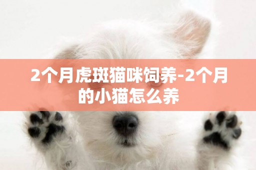 2個月虎斑貓咪飼養-2個月的小貓怎么養