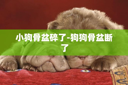 小狗骨盆碎了-狗狗骨盆斷了
