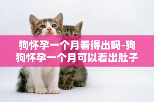 狗懷孕一個月看得出嗎-狗狗懷孕一個月可以看出肚子嗎