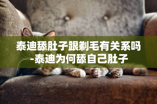 泰迪舔肚子跟剃毛有關系嗎-泰迪為何舔自己肚子