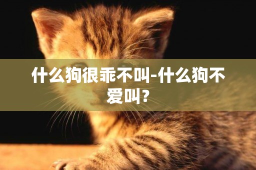 什么狗很乖不叫-什么狗不愛叫？
