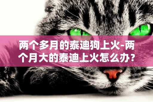 兩個多月的泰迪狗上火-兩個月大的泰迪上火怎么辦？