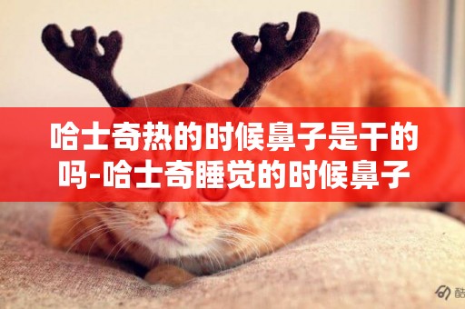 哈士奇熱的時候鼻子是干的嗎-哈士奇睡覺的時候鼻子干是正常的嗎？